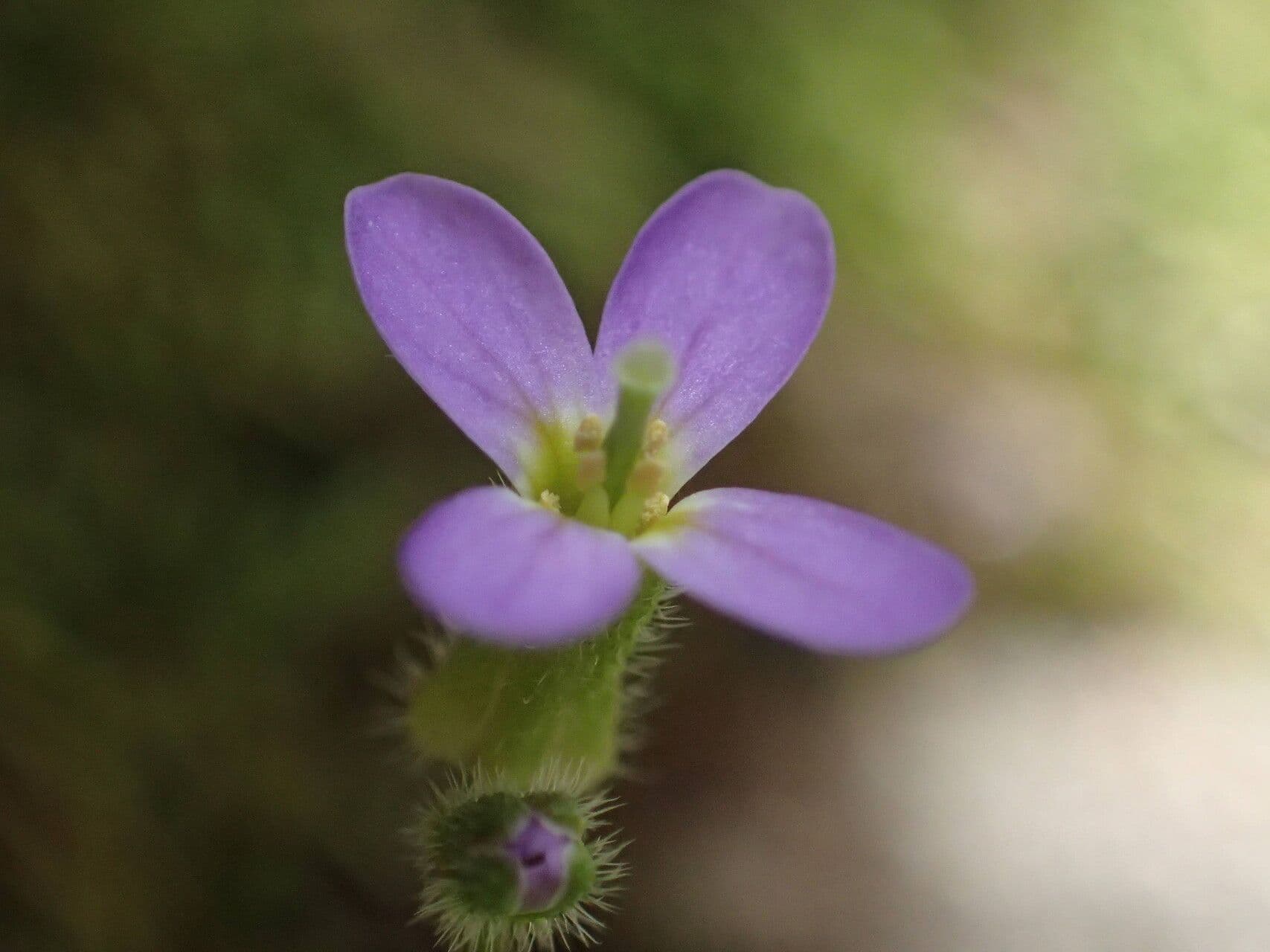 Arabis verna
