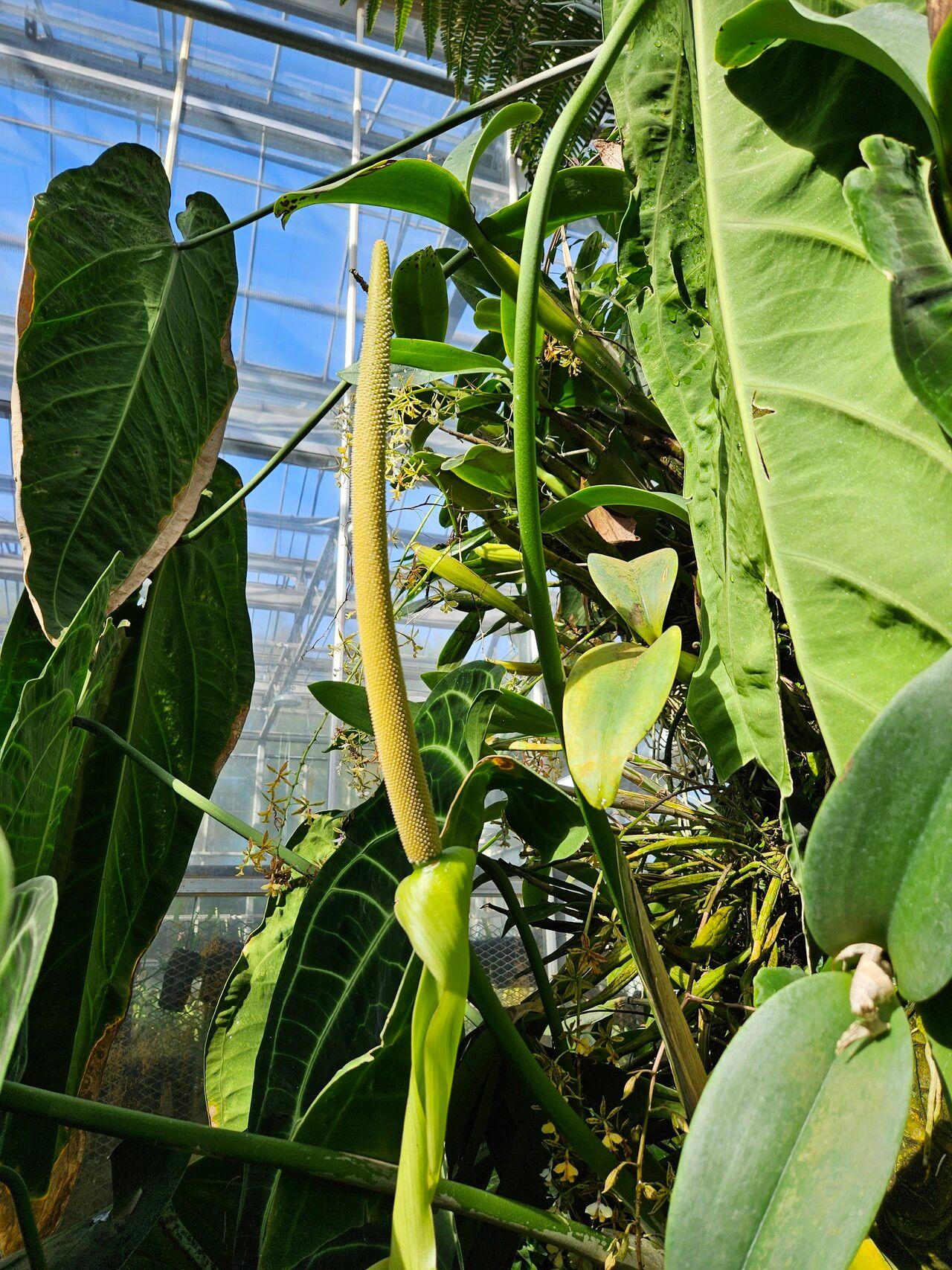 Anthurium warocqueanum