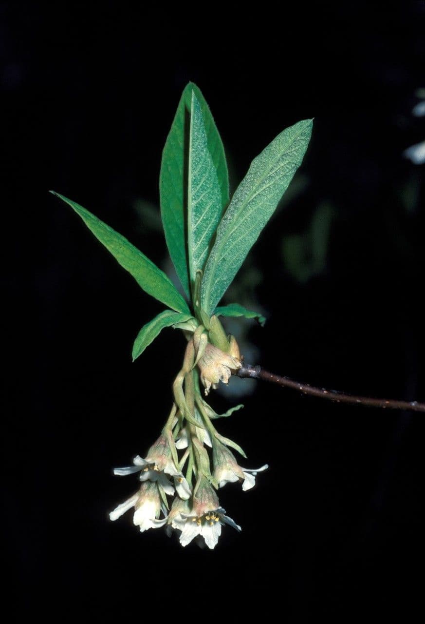 Oemleria cerasiformis