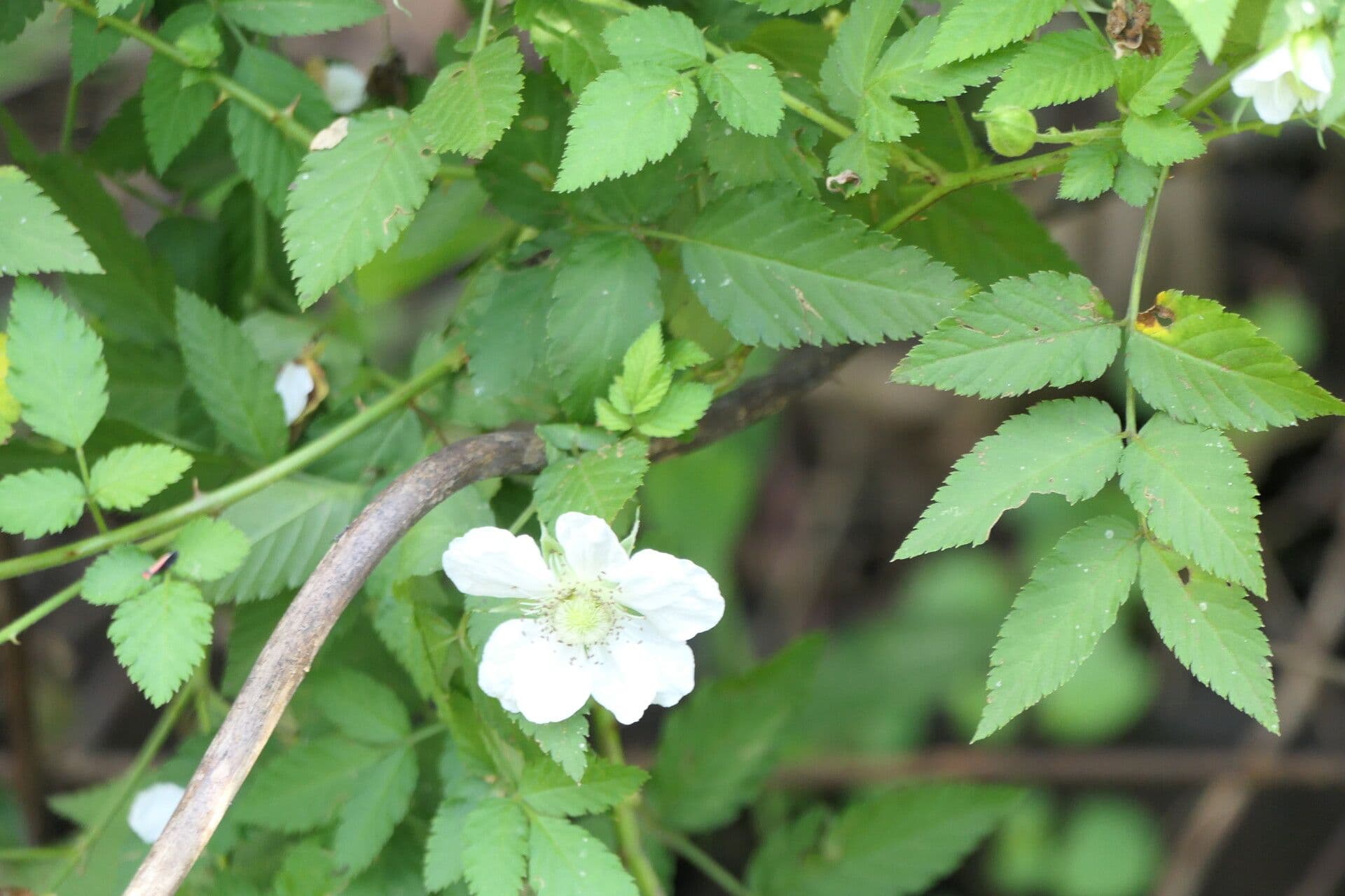 Rubus rosifolius