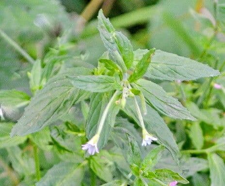 Epilobium roseum