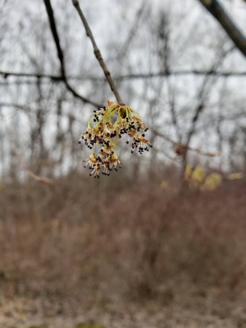 Ulmus laevis