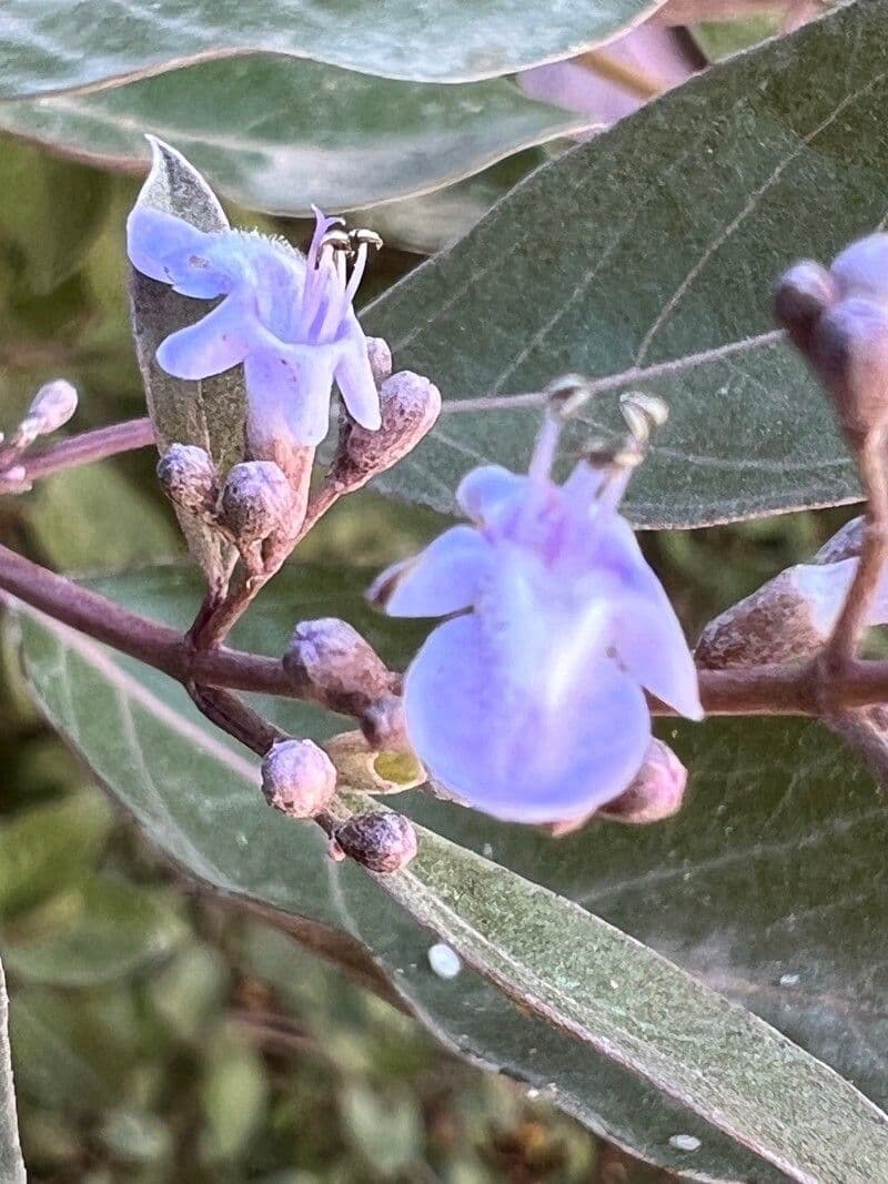 Vitex trifolia