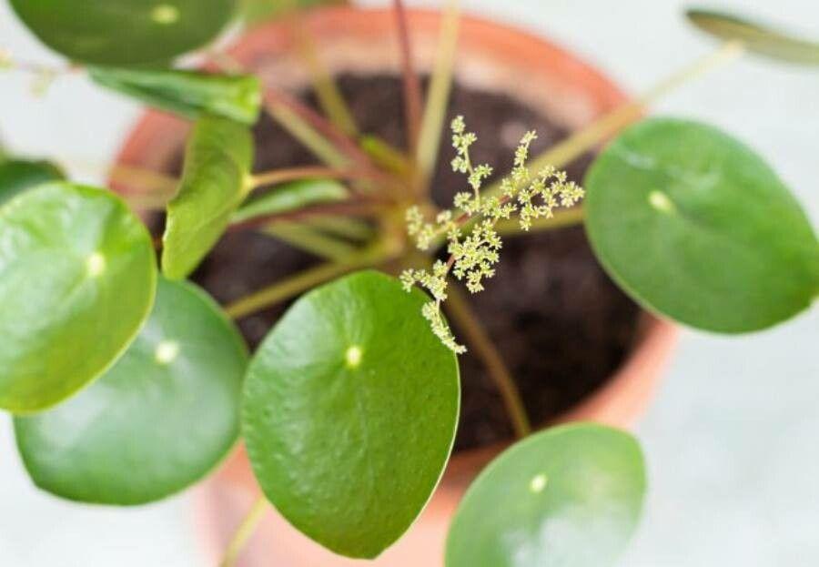 Pilea peperomioides