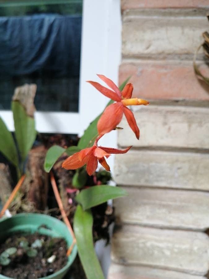 Prosthechea vitellina