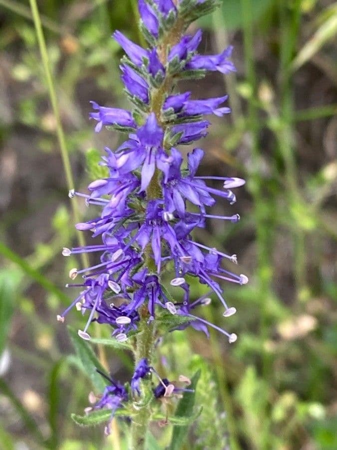 Veronica spicata