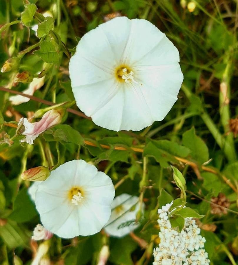 Convolvulus arvensis