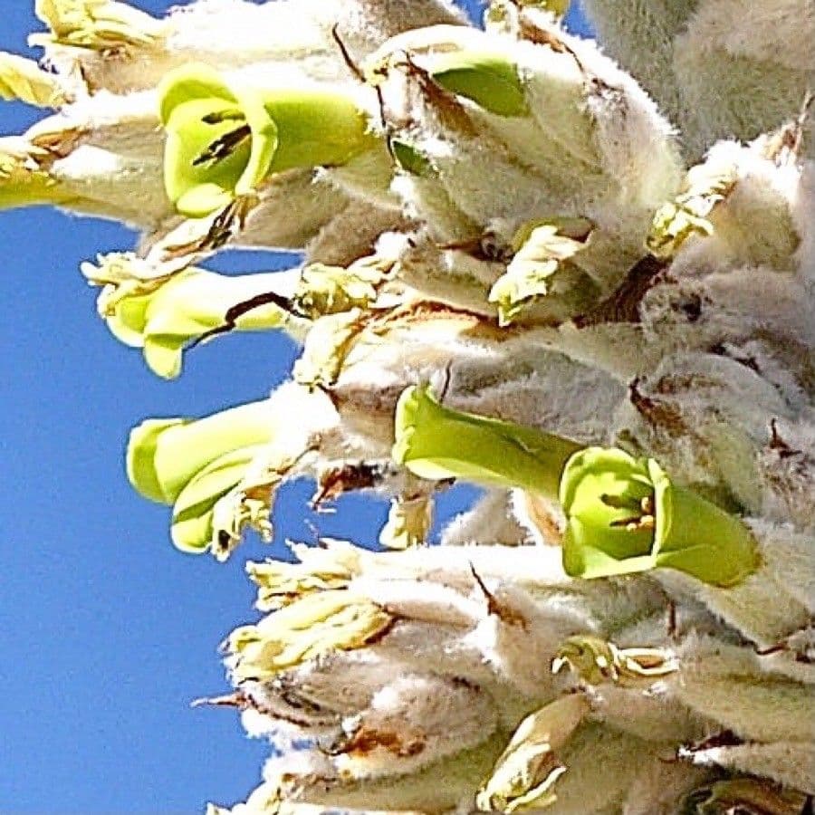 Yucca brevifolia