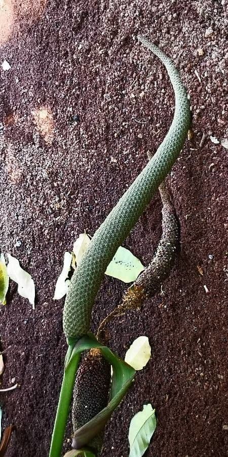 Anthurium schlechtendalii