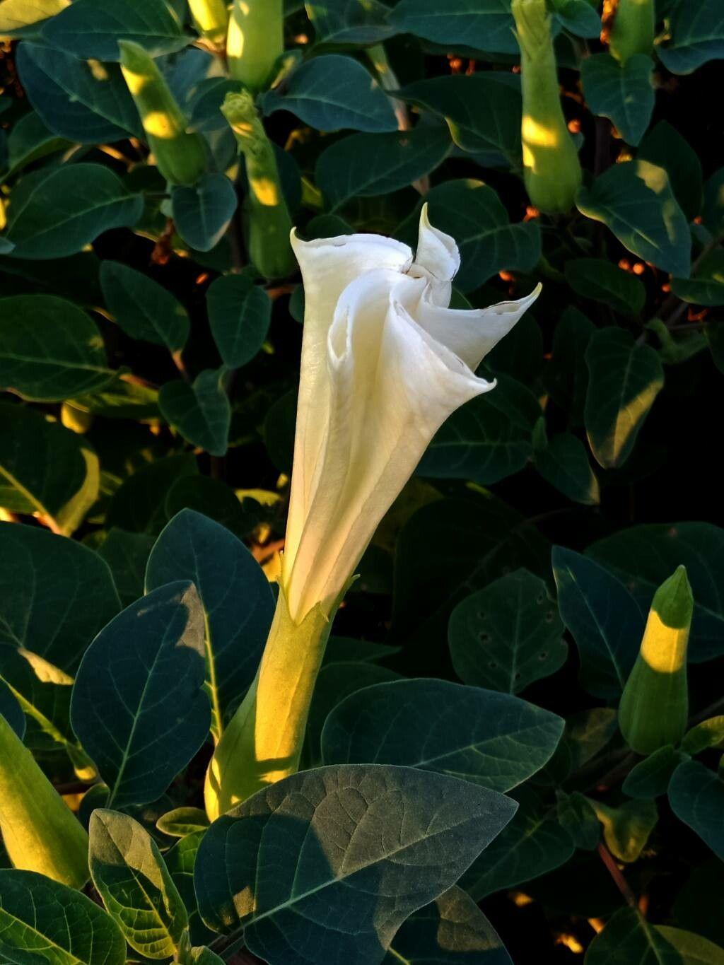 Datura innoxia