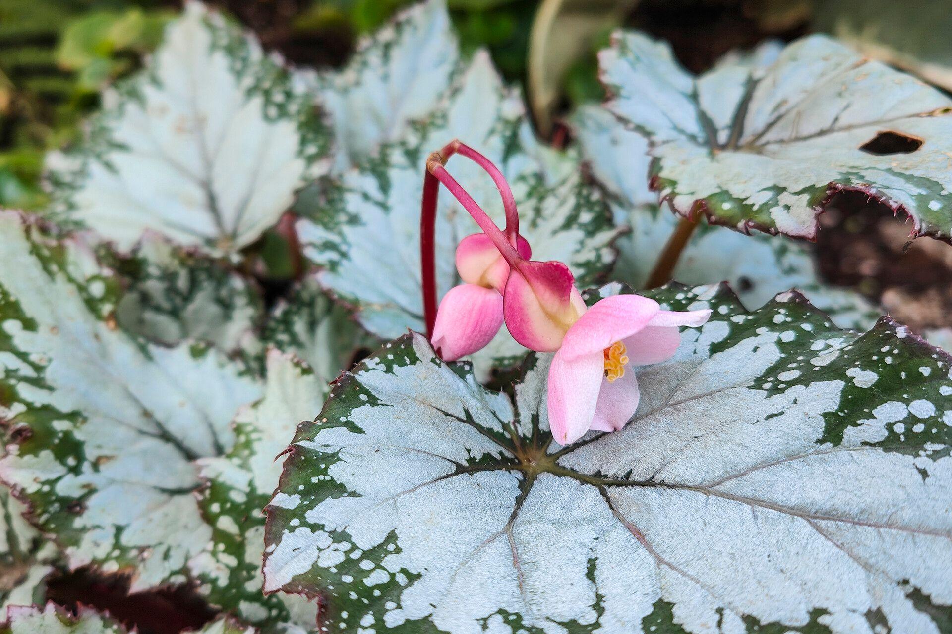 Begonia rex