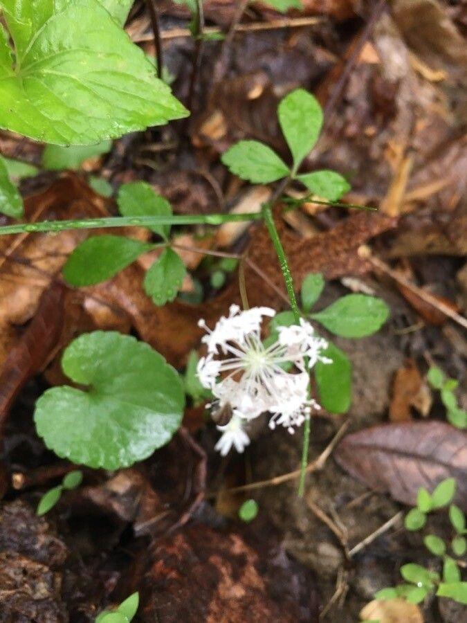 Panax trifolius