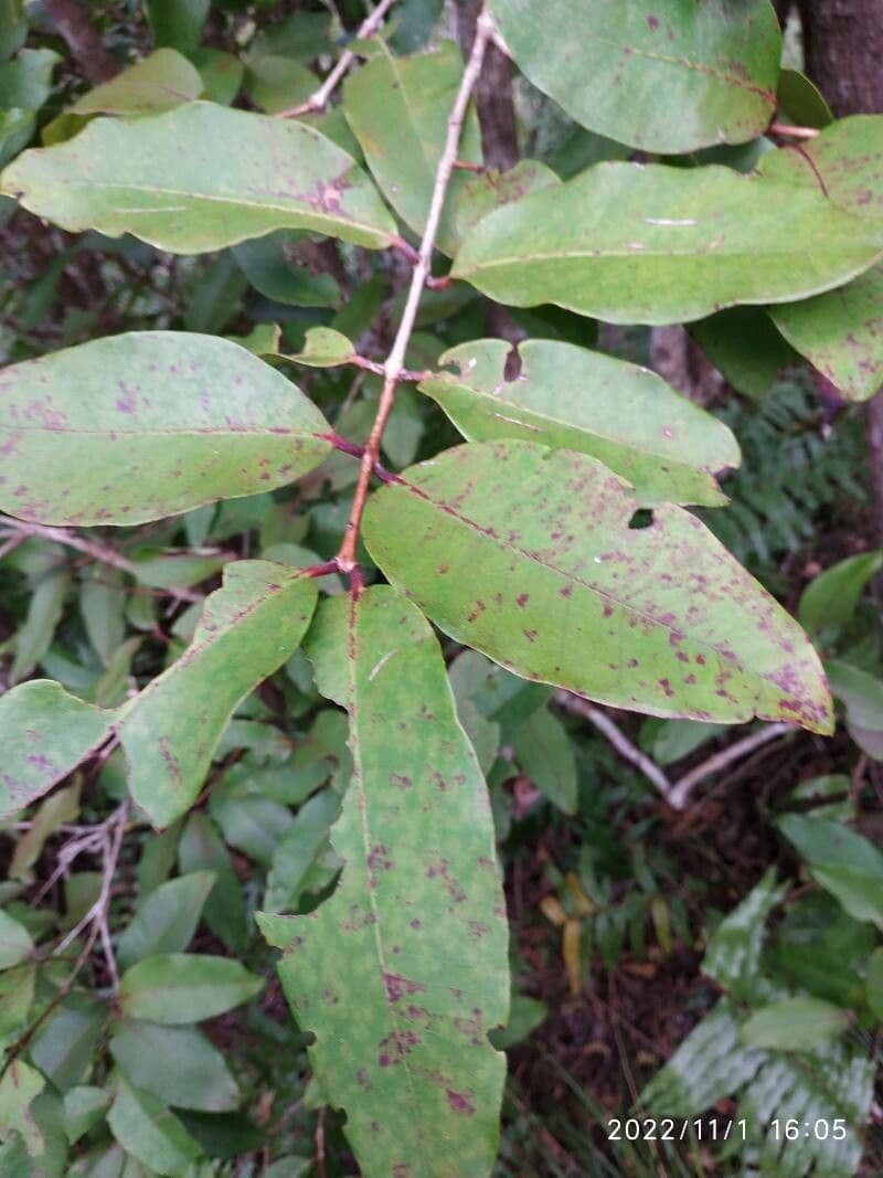 Eugenia mespiloides