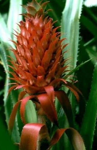 Ananas comosus