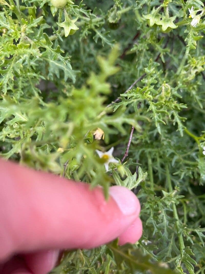 Solanum triflorum