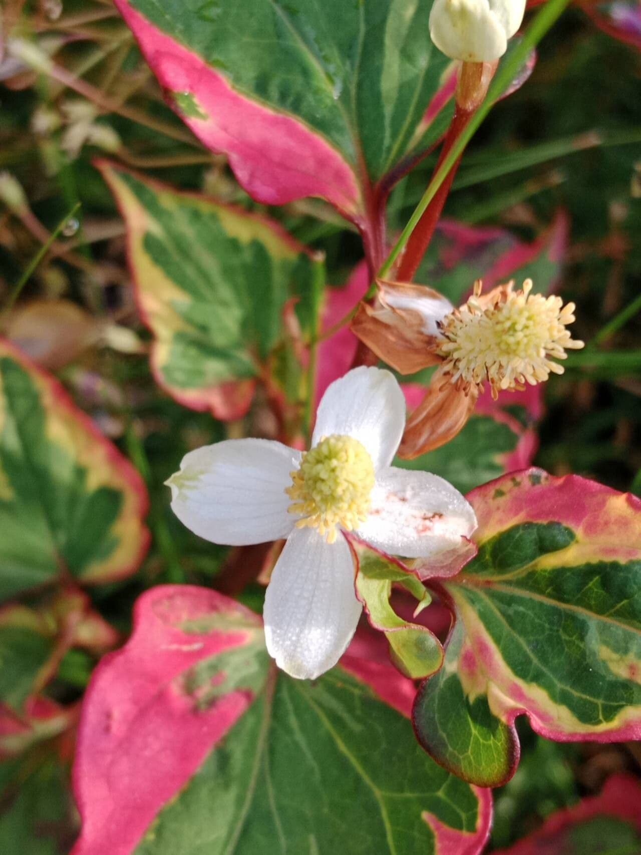 Houttuynia cordata