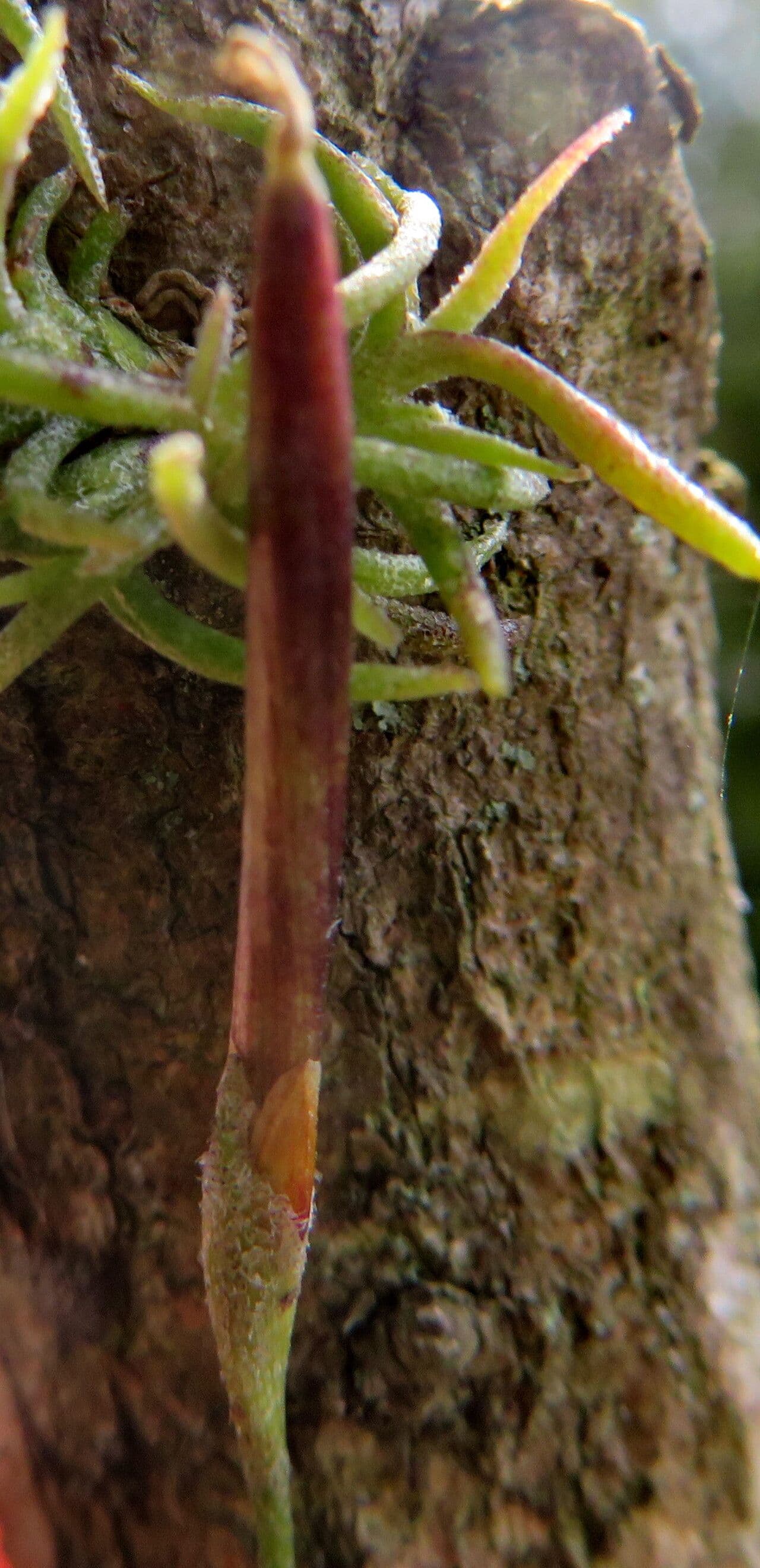 Tillandsia recurvata