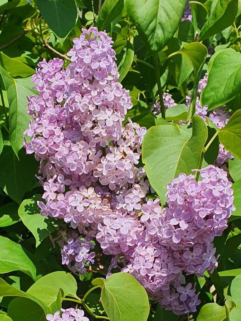 Syringa persica