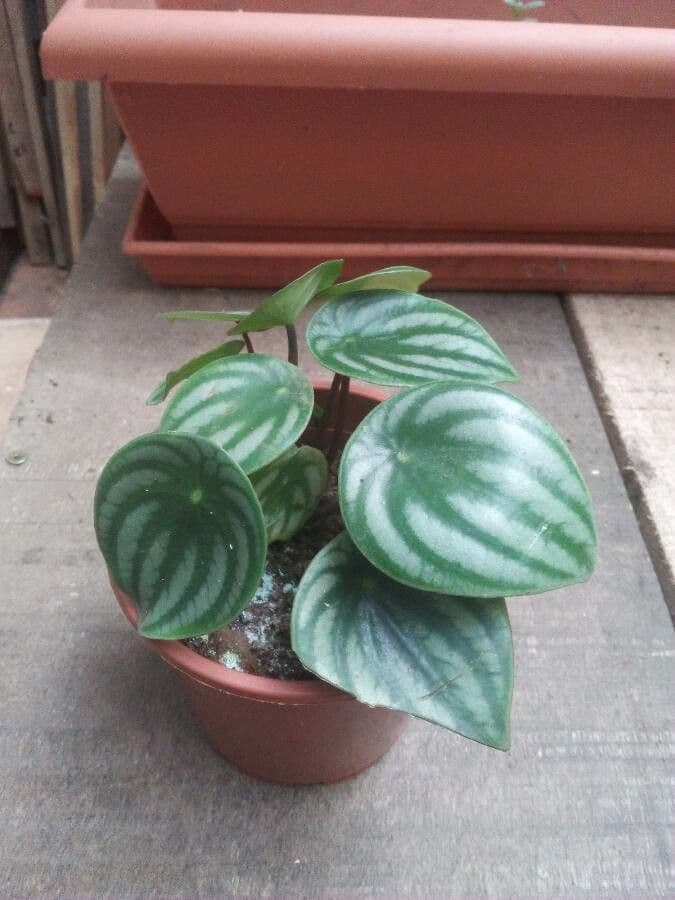 Peperomia argyreia