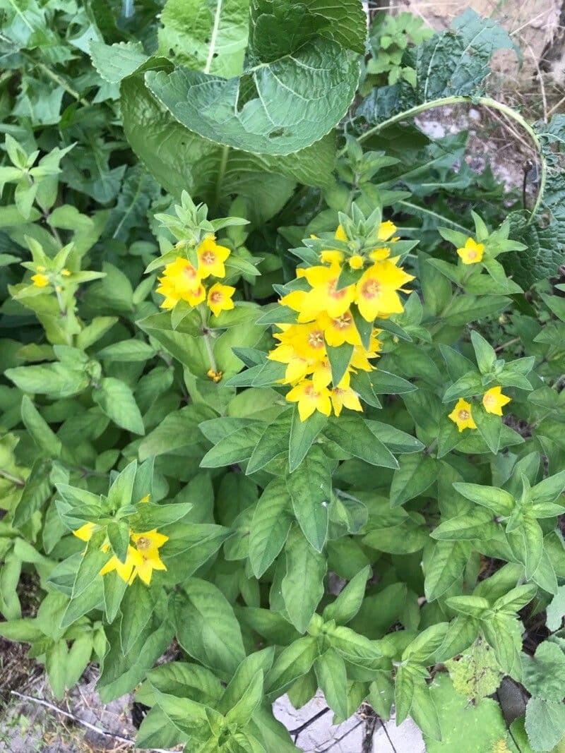 Lysimachia punctata