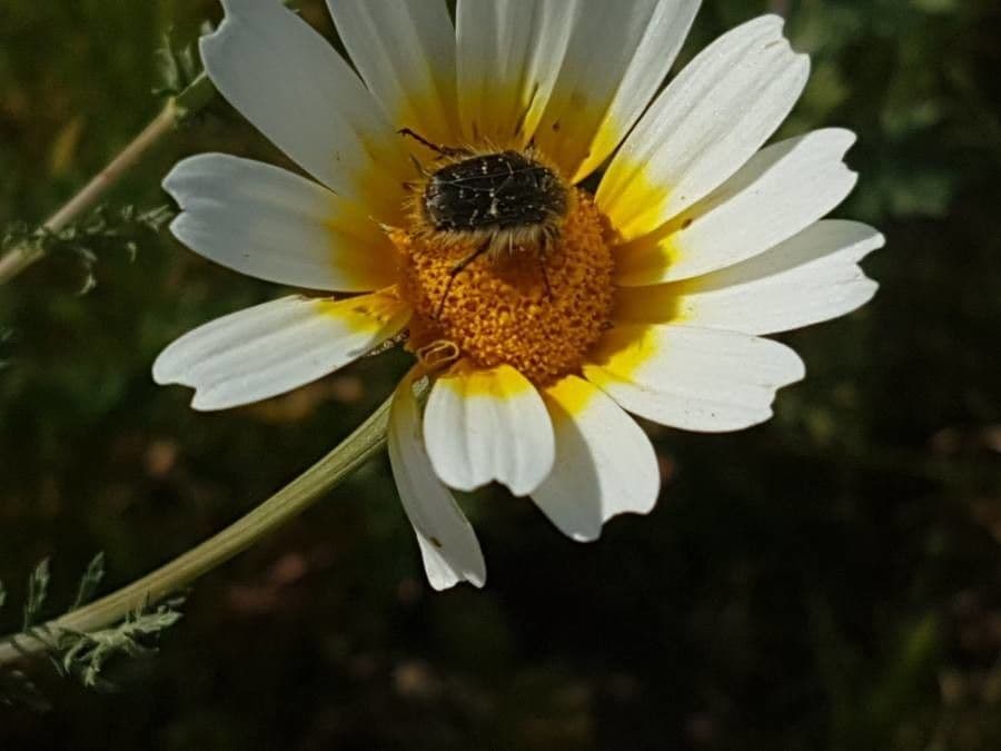 Glebionis coronaria