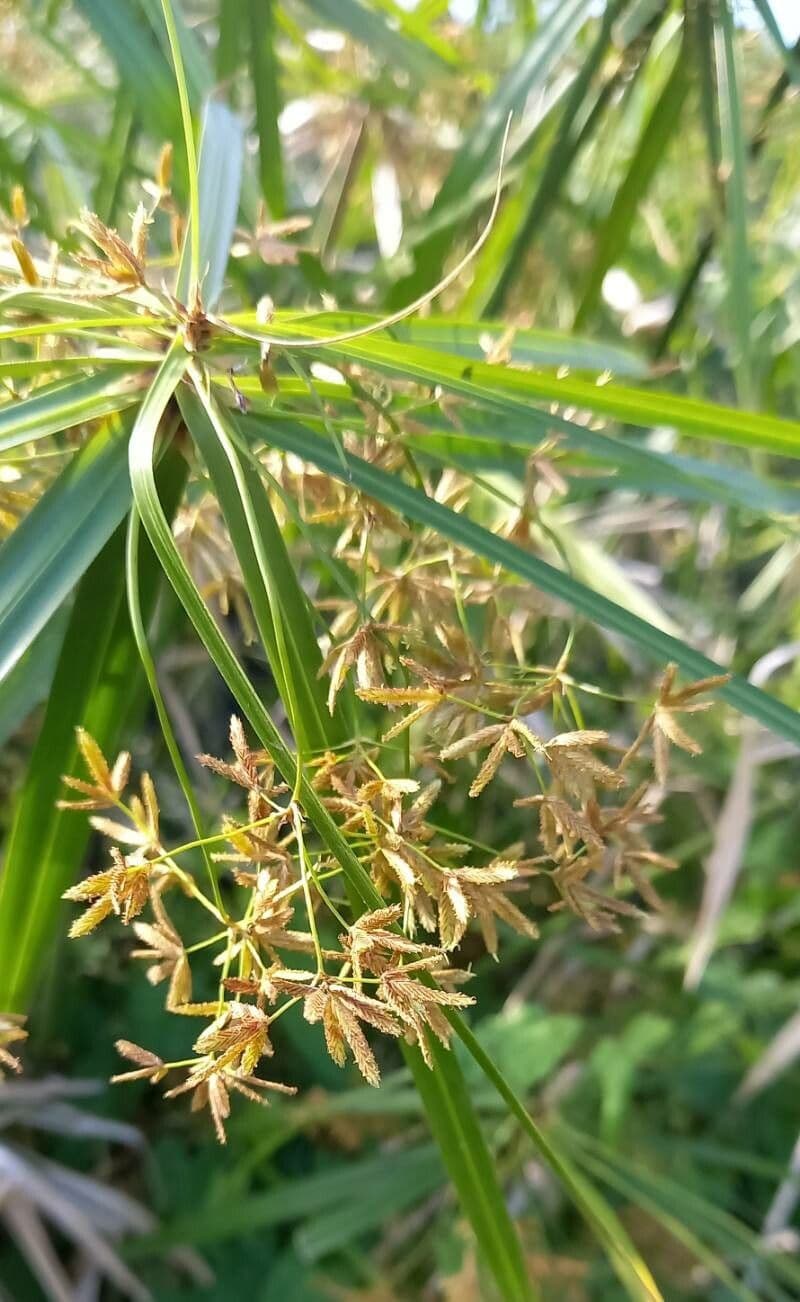 Cyperus alternifolius