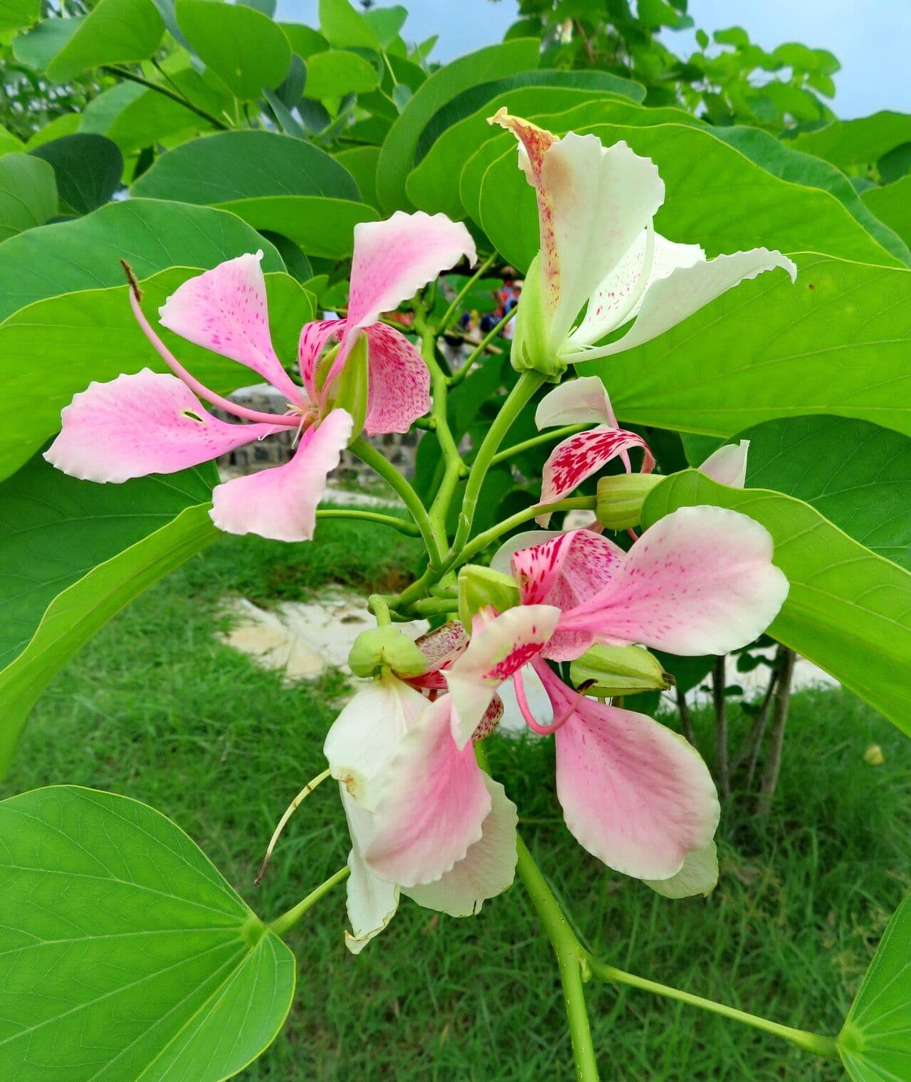 Bauhinia variegata