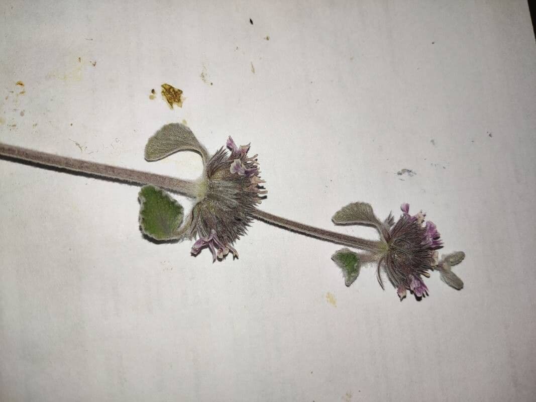Marrubium supinum