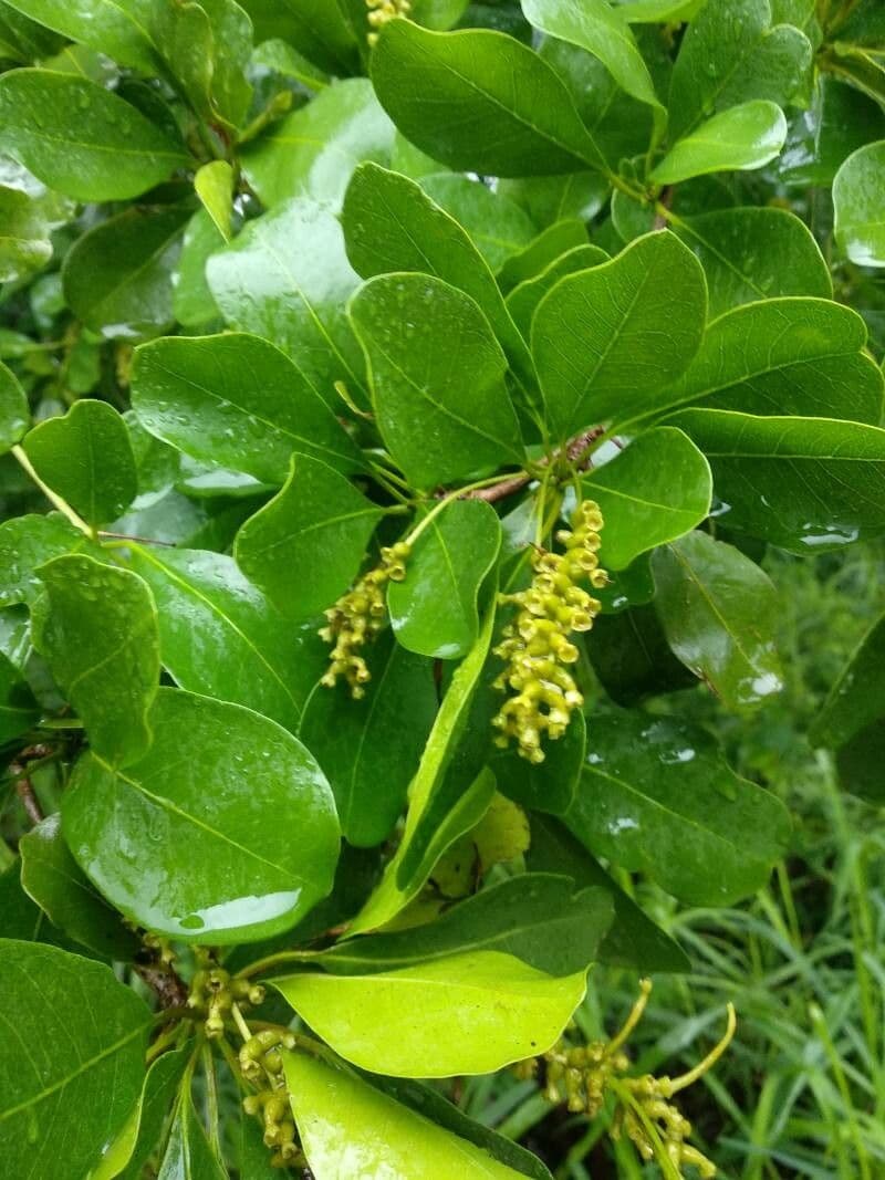 Terminalia buceras