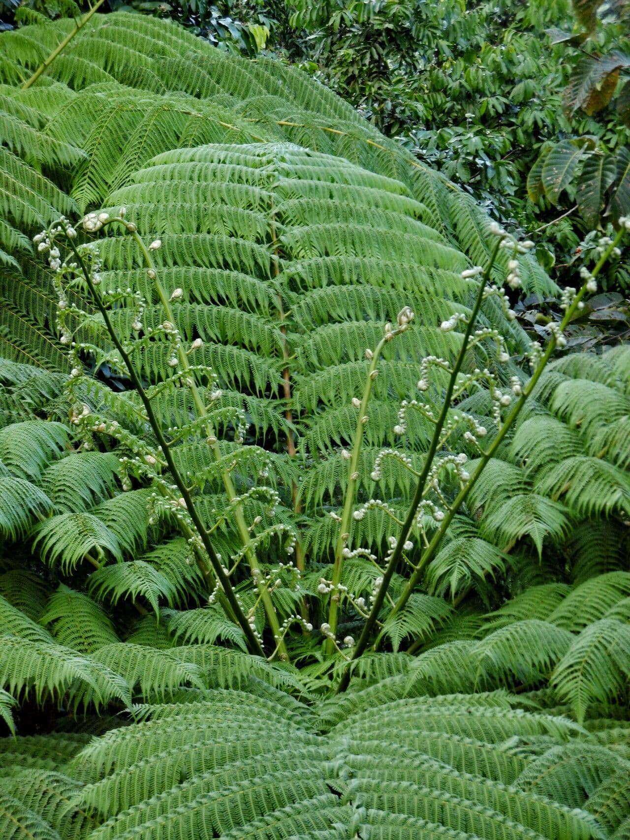 Cyathea arborea