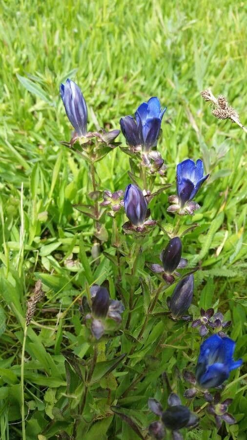 Gentiana calycosa