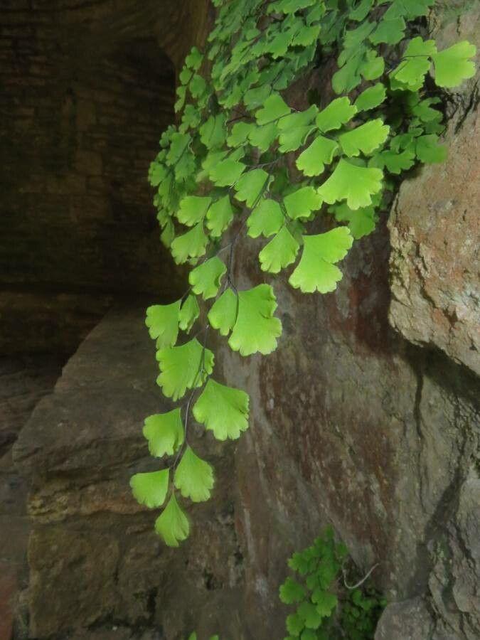 Adiantum capillus-veneris