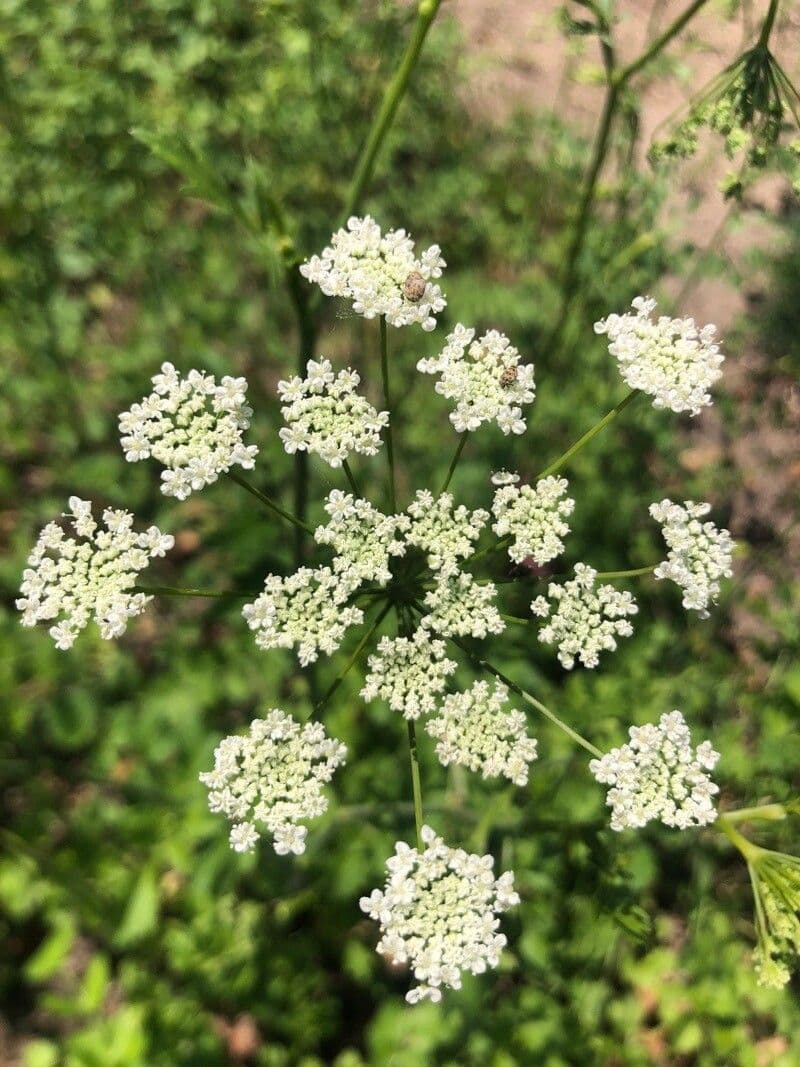 Pimpinella peregrina