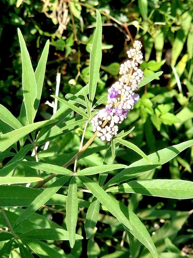 Vitex agnus-castus