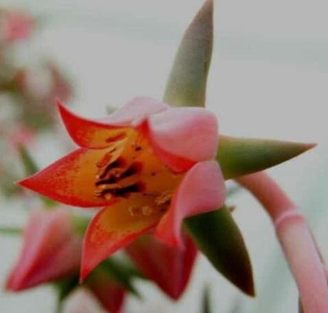 Echeveria gibbiflora