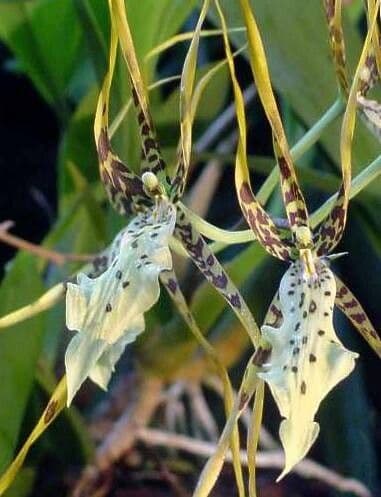 Brassia arachnoidea