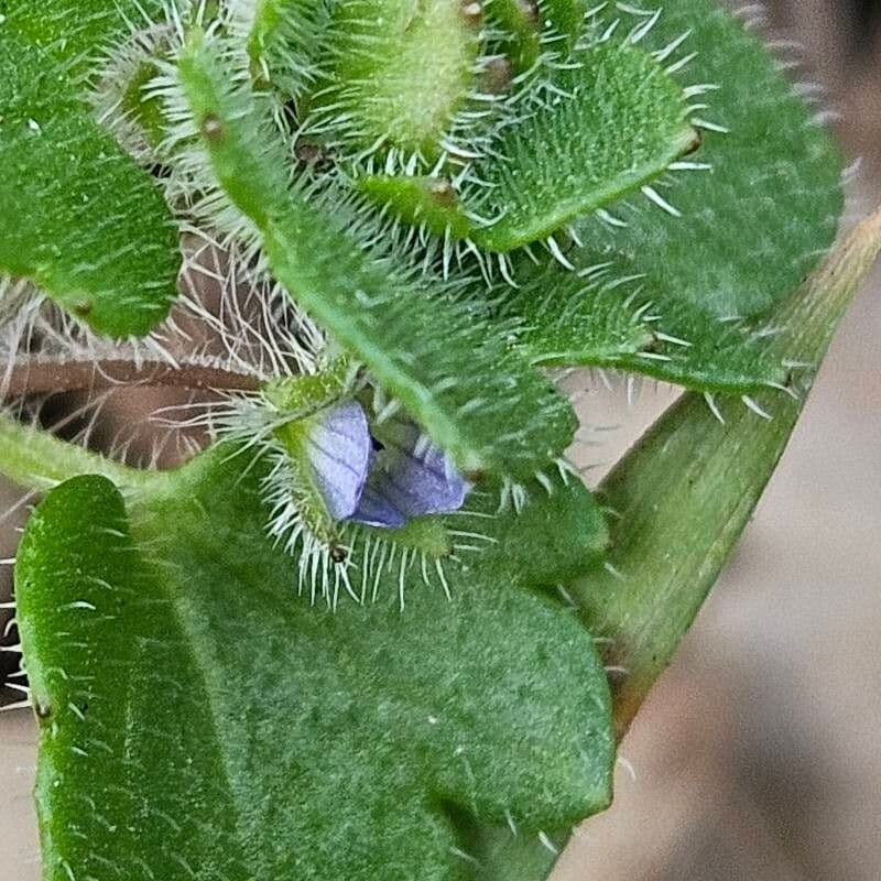 Veronica hederifolia