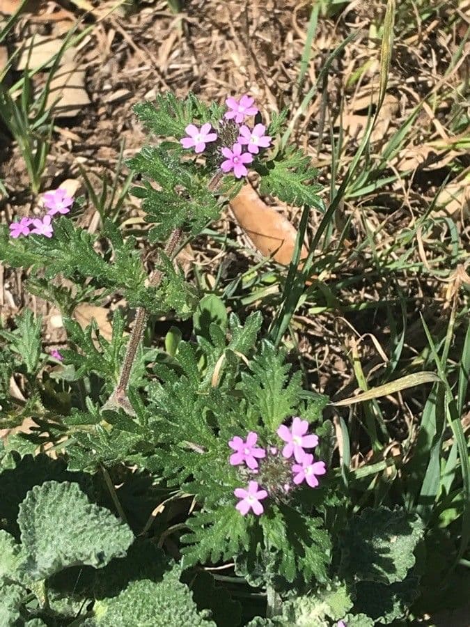 Verbena pumila