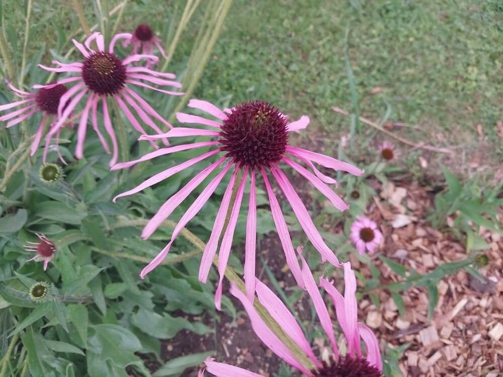 Echinacea pallida