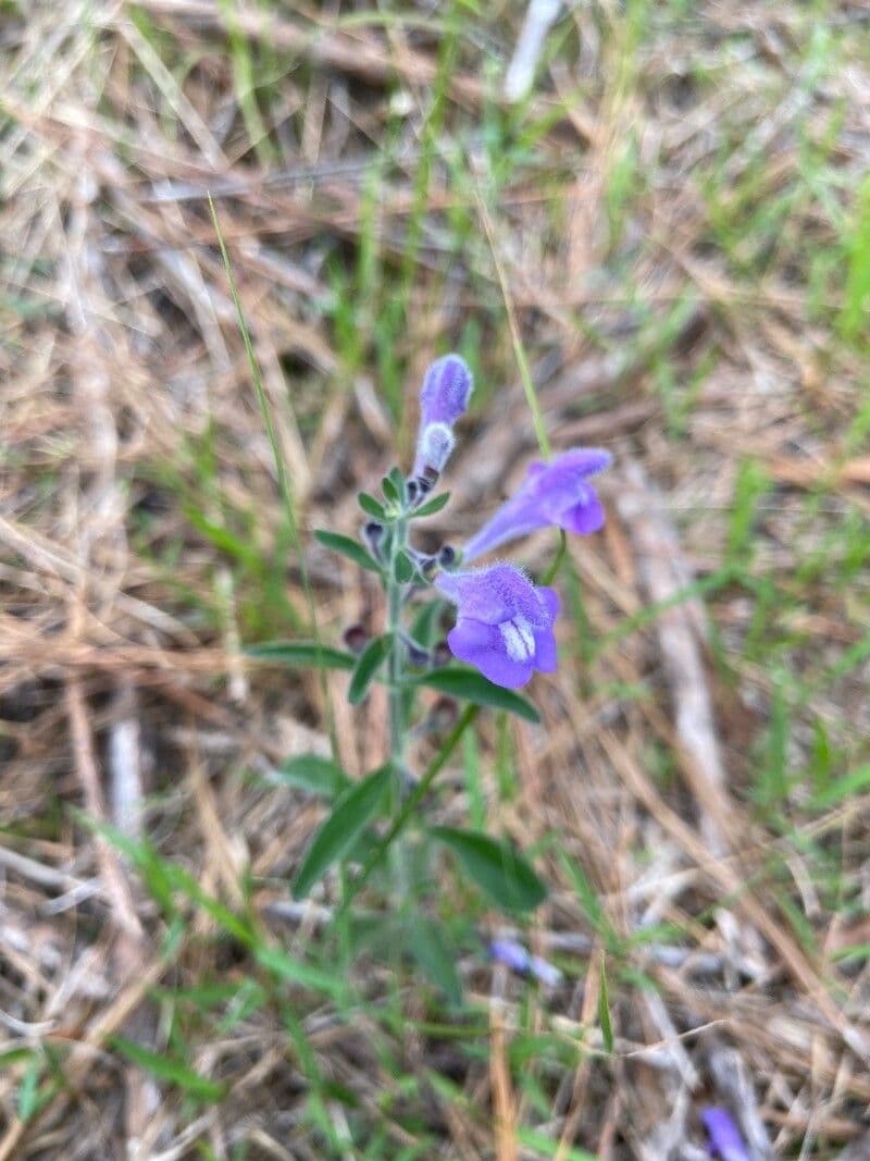 Scutellaria integrifolia
