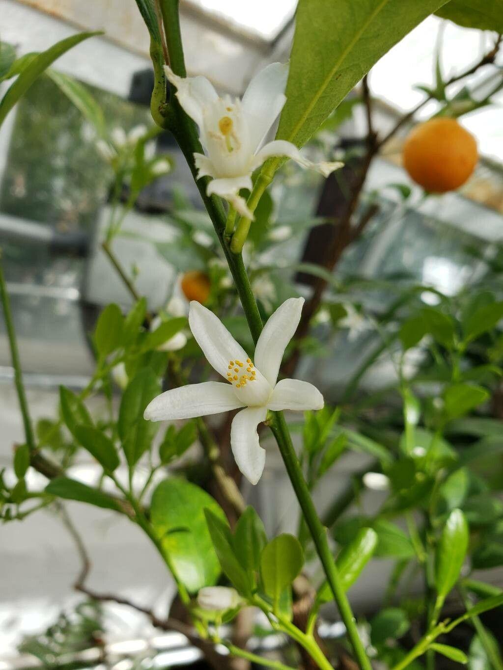 Citrus microcarpa