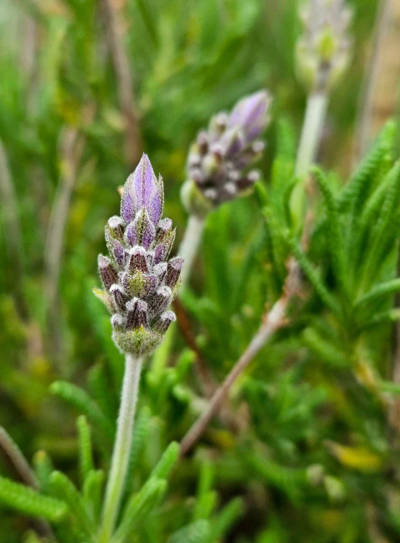 Lavandula dentata