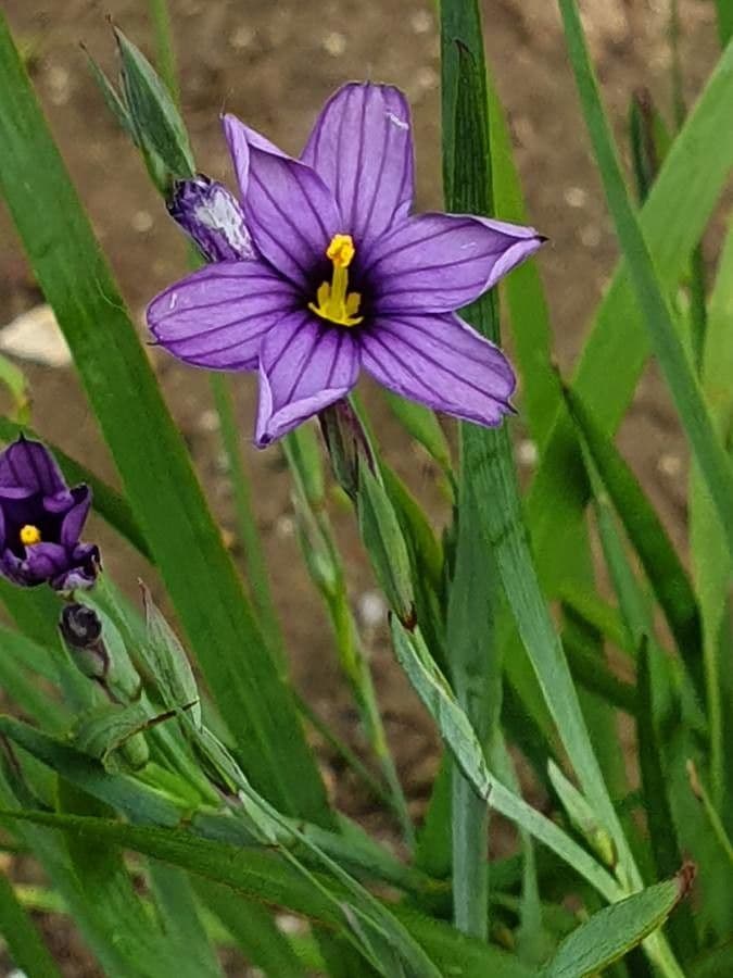 Sisyrinchium montanum