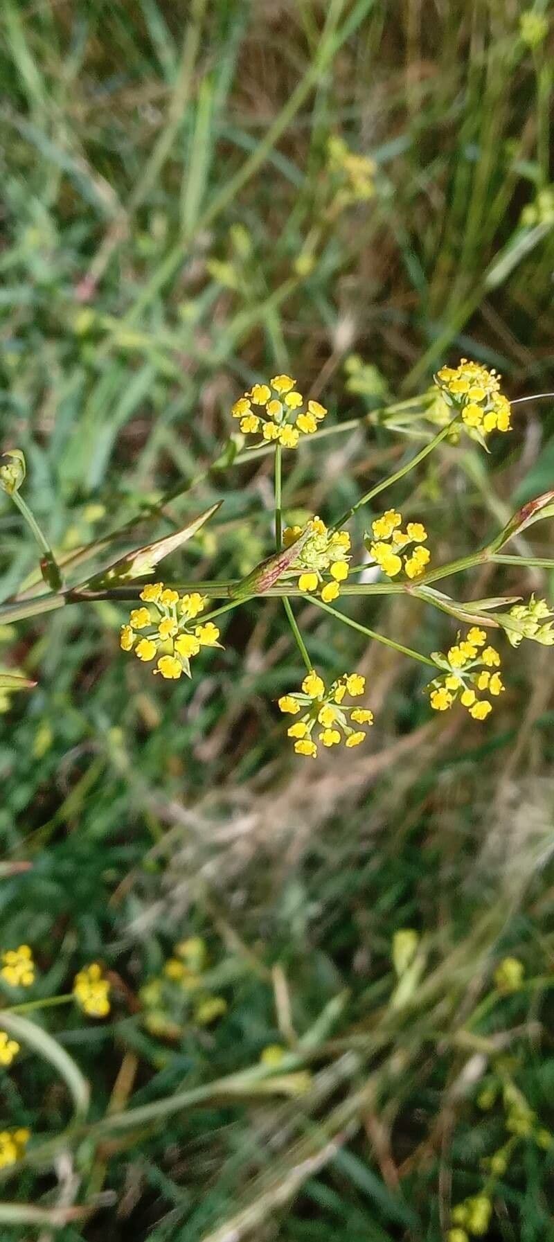 Bupleurum falcatum