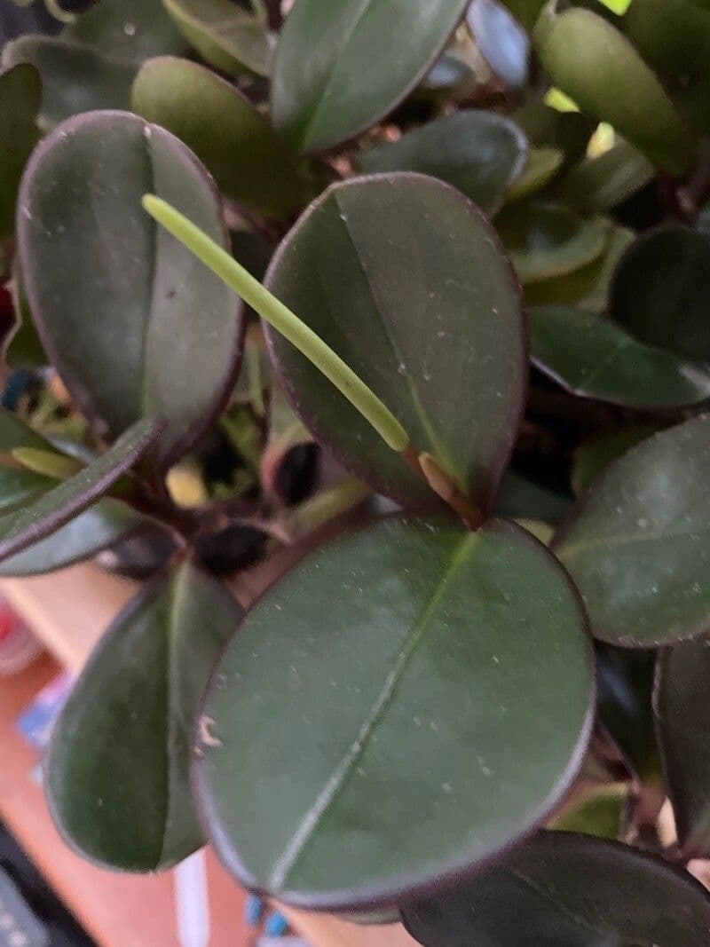 Peperomia clusiifolia