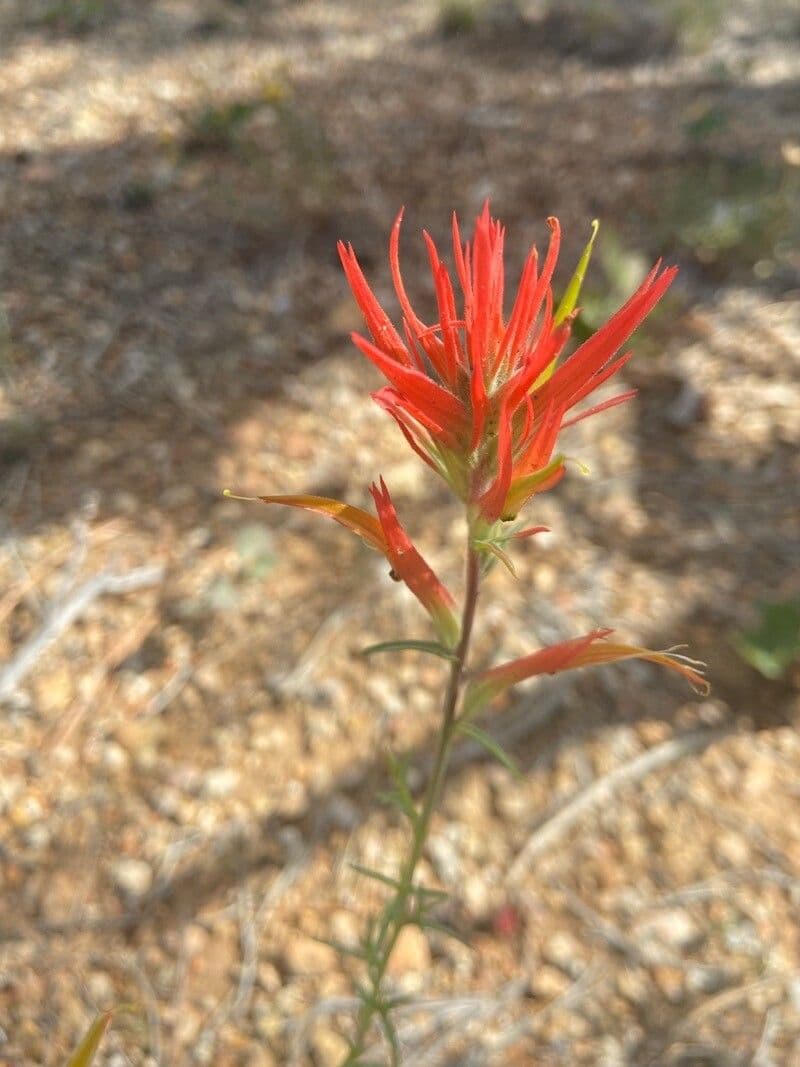 Castilleja linariifolia