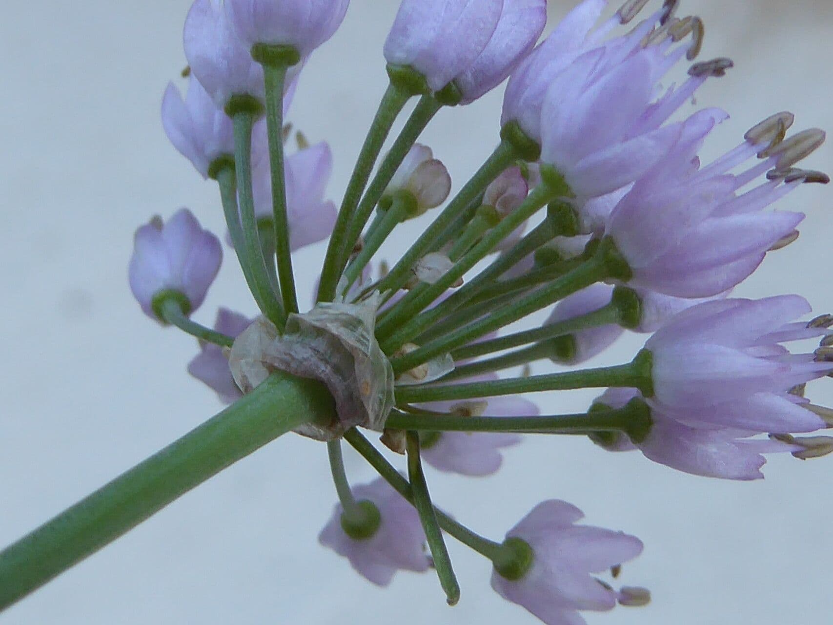 Allium senescens