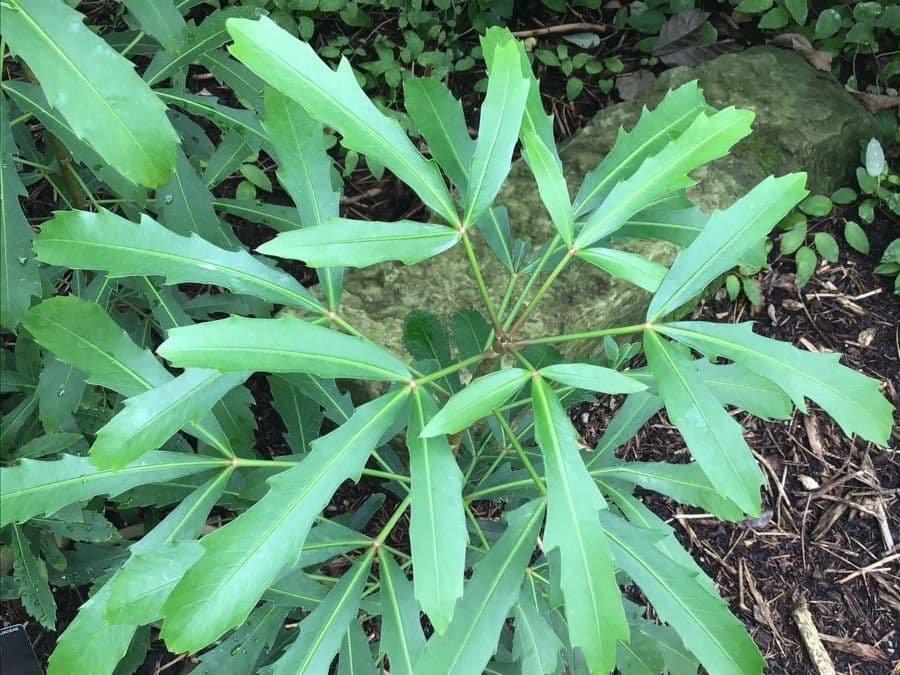 Pseudopanax lessonii
