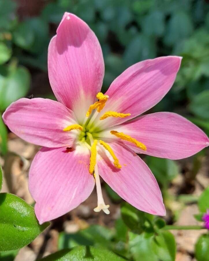 Zephyranthes rosea