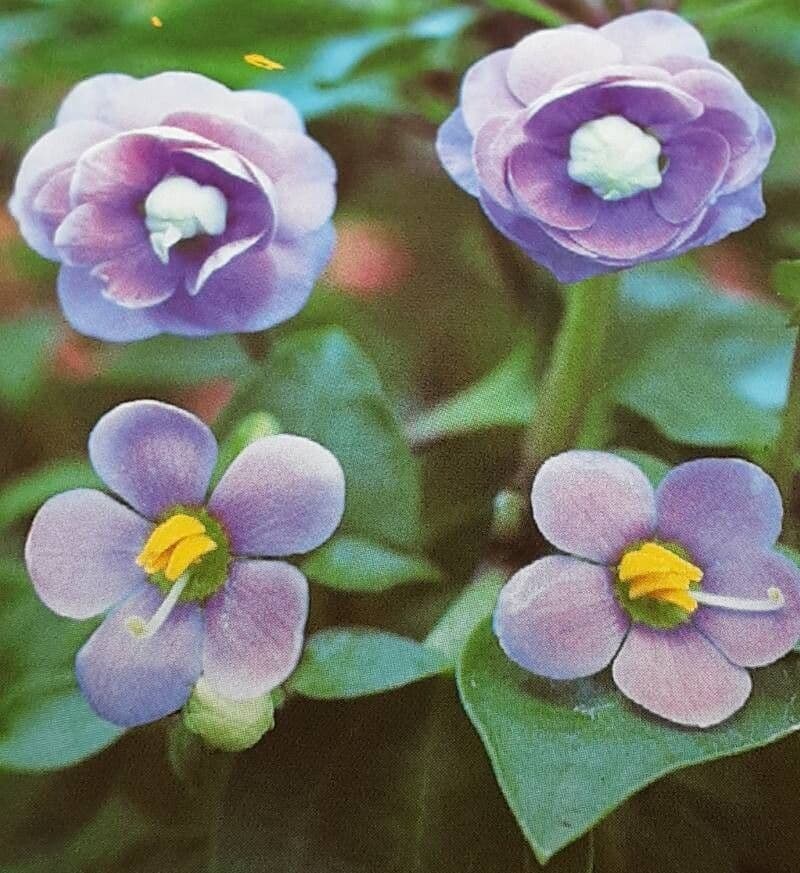Exacum affine
